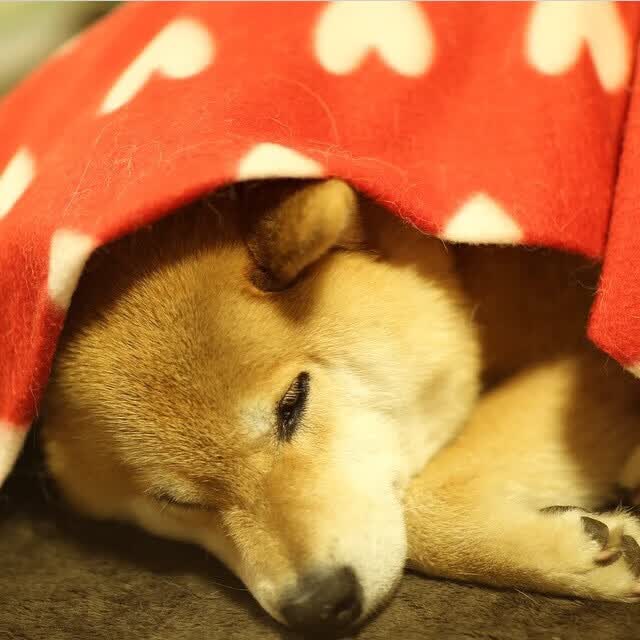 有机蔬菜的检测标准是什么(有机蔬菜的认证标准)